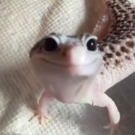 Gecko