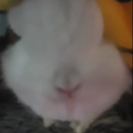 xTiggy