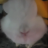 xTiggy